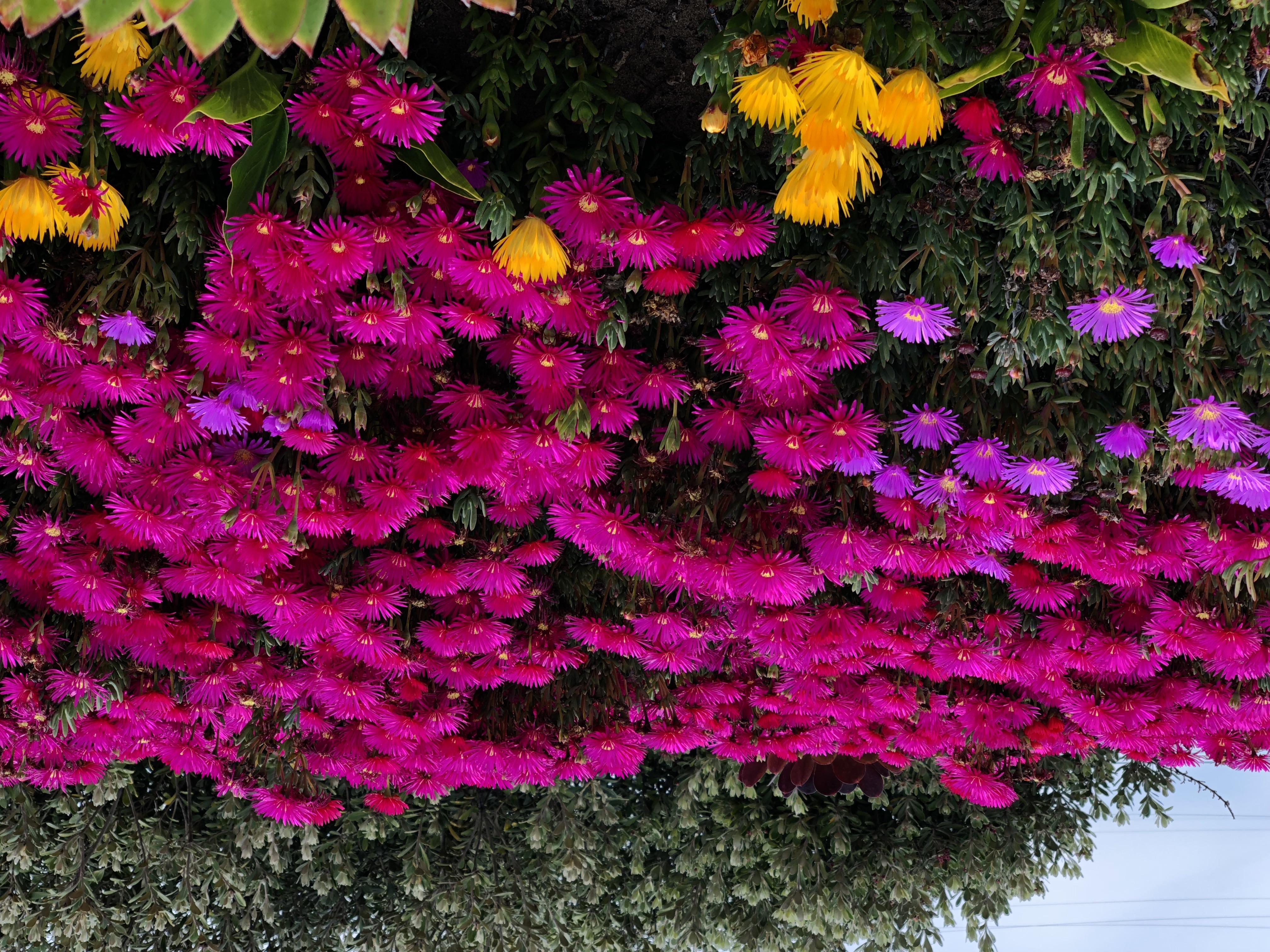 Flower Salad